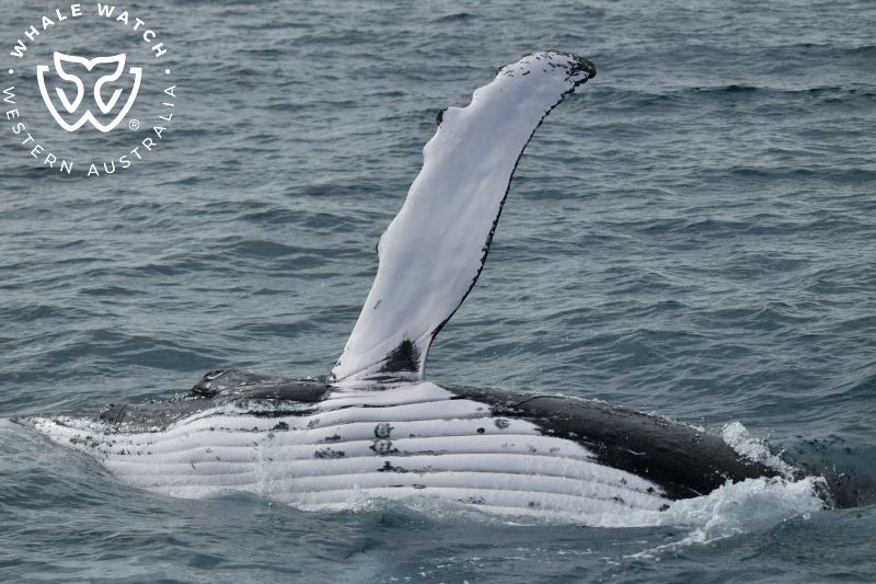 Whale Watch Western Australia