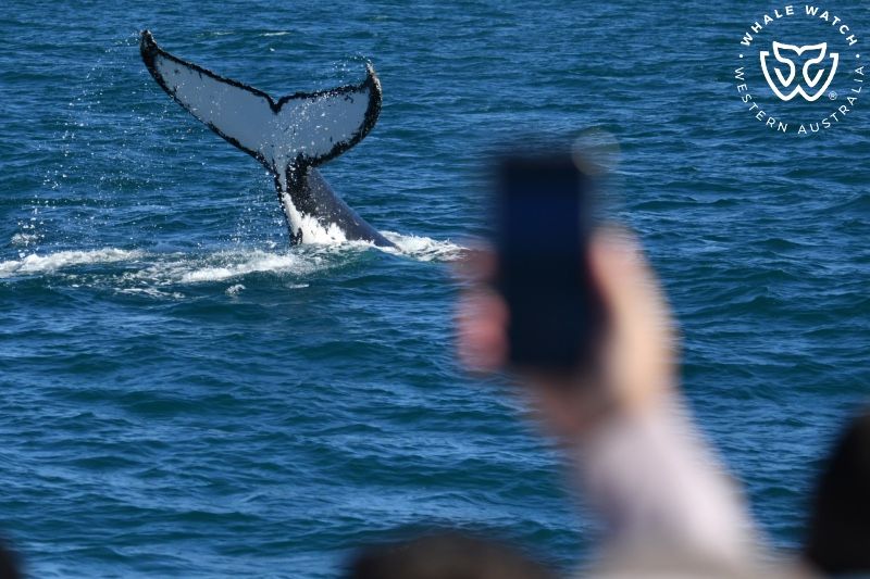 Whale Watch Western Australia