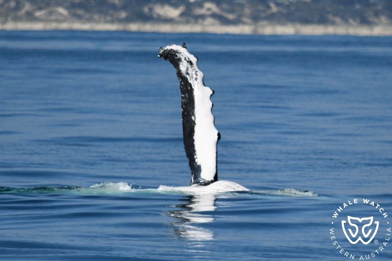 Whale Watch Western Australia