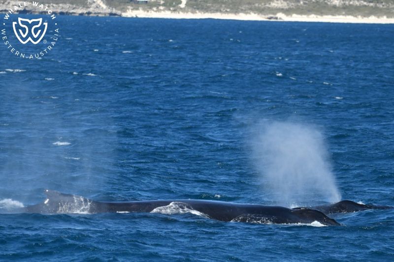 Whale Watch Western Australia