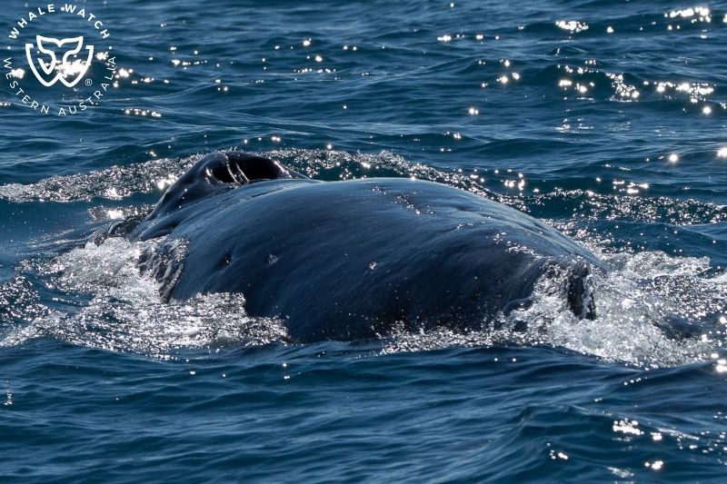 Whale Watch Western Australia