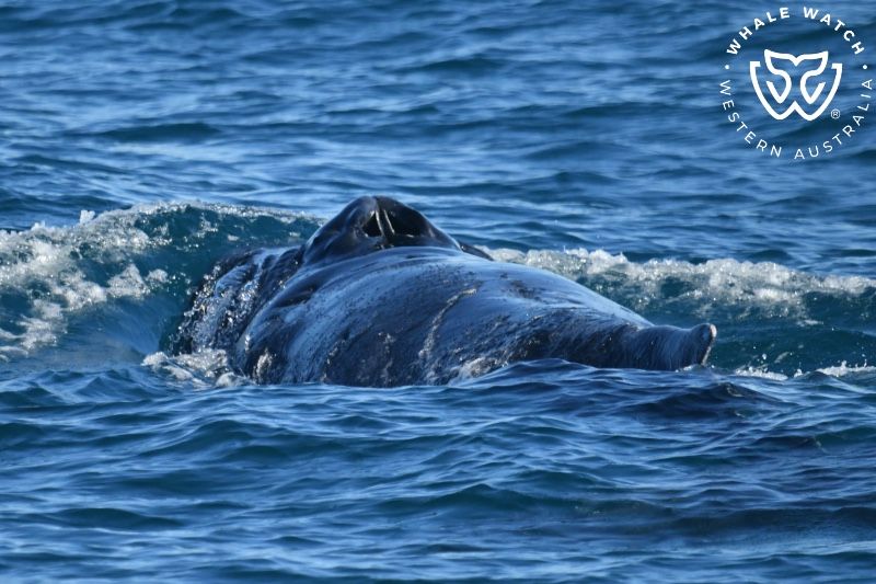 Whale Watch Western Australia