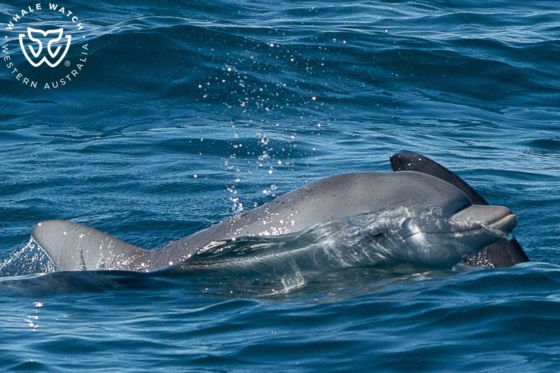 Whale Watch Western Australia