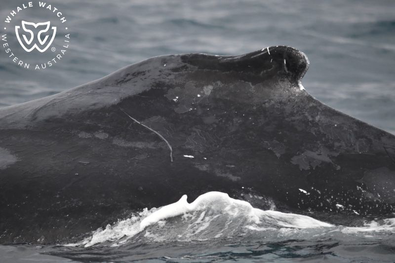 Whale Watch Western Australia