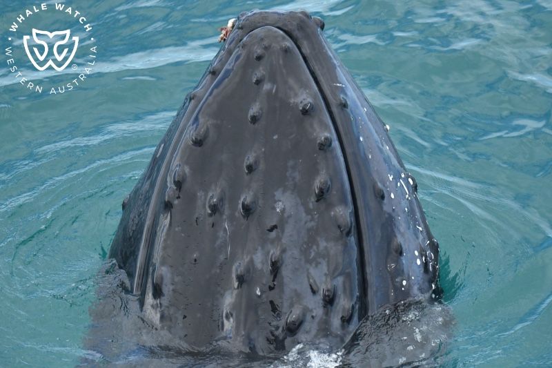 Whale Watch Western Australia