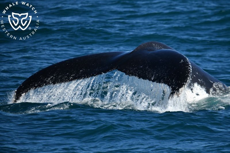 Whale Watch Western Australia