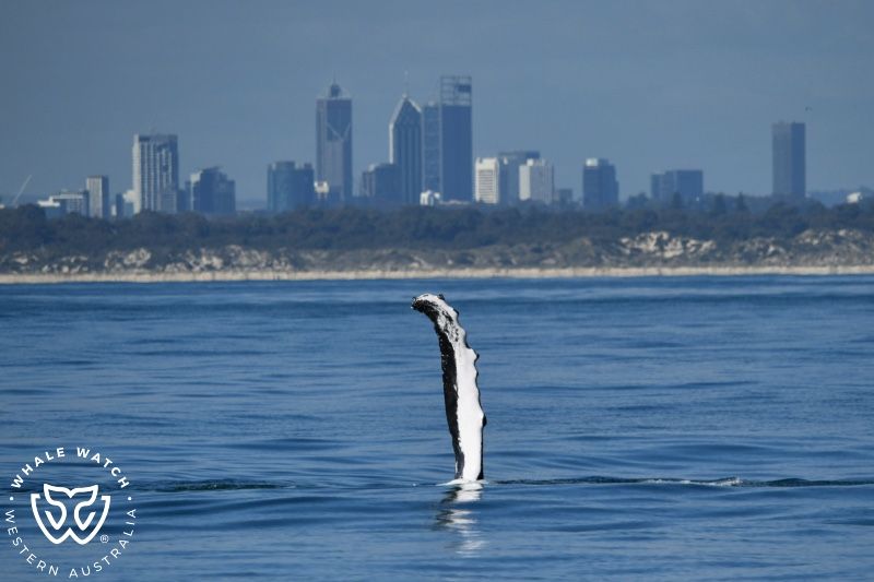 Whale Watch Western Australia