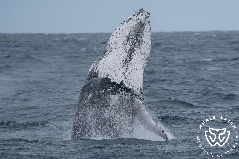 Whale Watch Western Australia