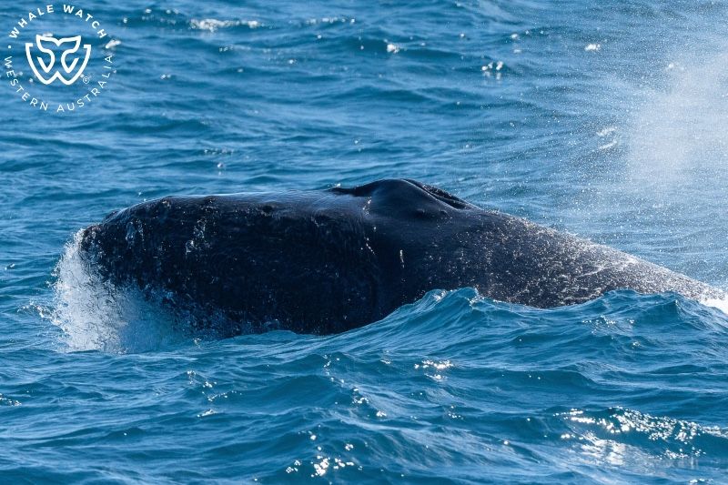 Whale Watch Western Australia