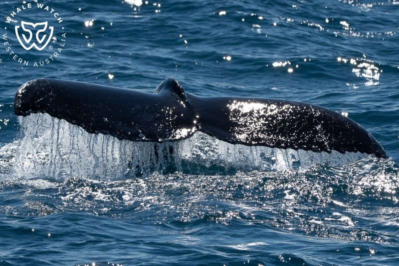 Whale Watch Western Australia