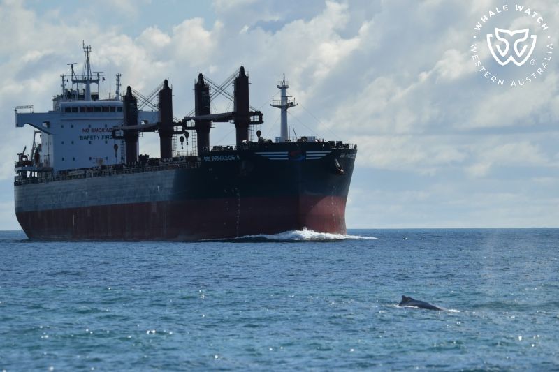 Whale Watch Western Australia