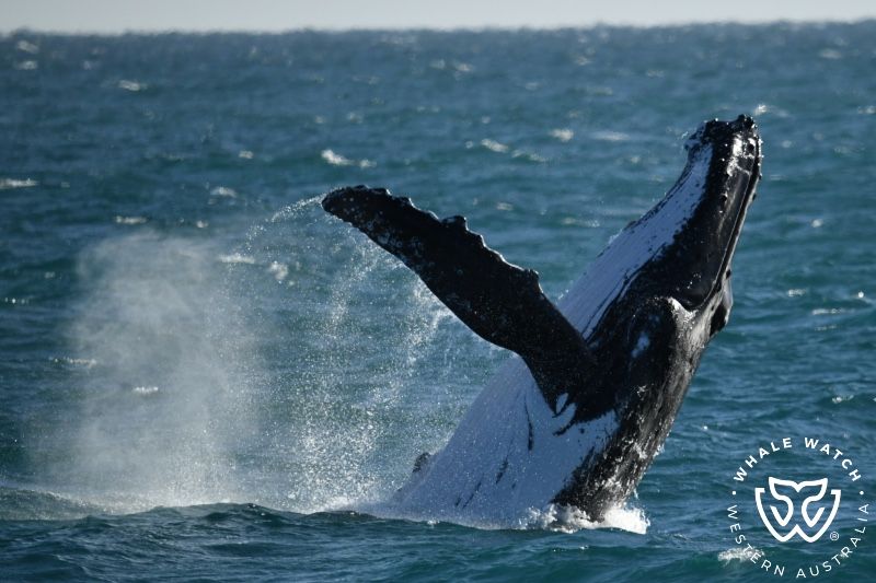 Whale Watch Western Australia