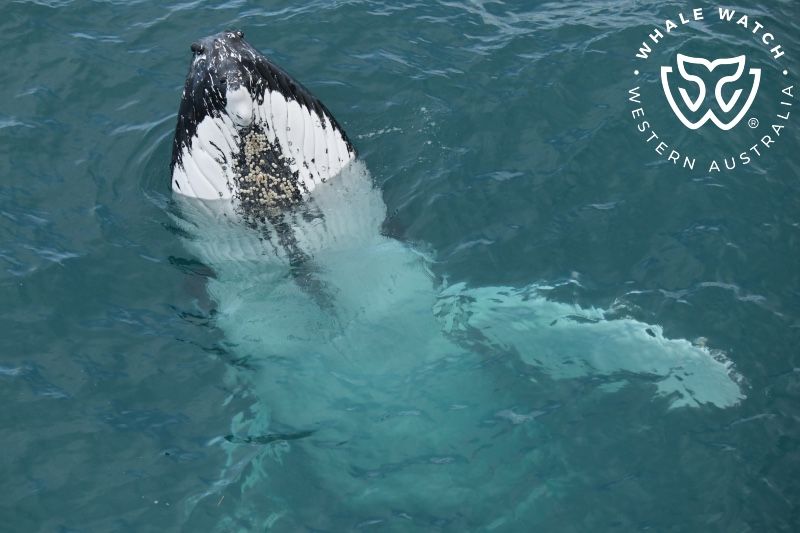 Whale Watch Western Australia