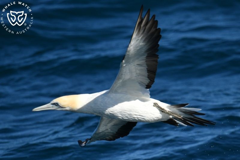 Whale Watch Western Australia