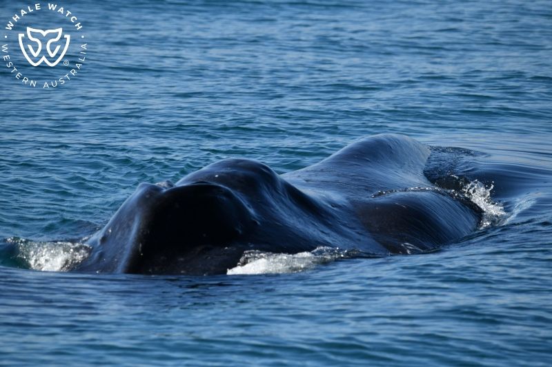 Whale Watch Western Australia