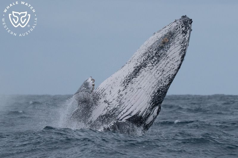 Whale Watch Western Australia
