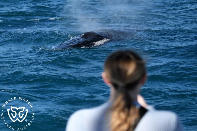 Whale Watch Western Australia