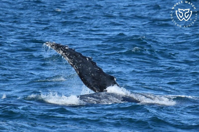 Whale Watch Western Australia