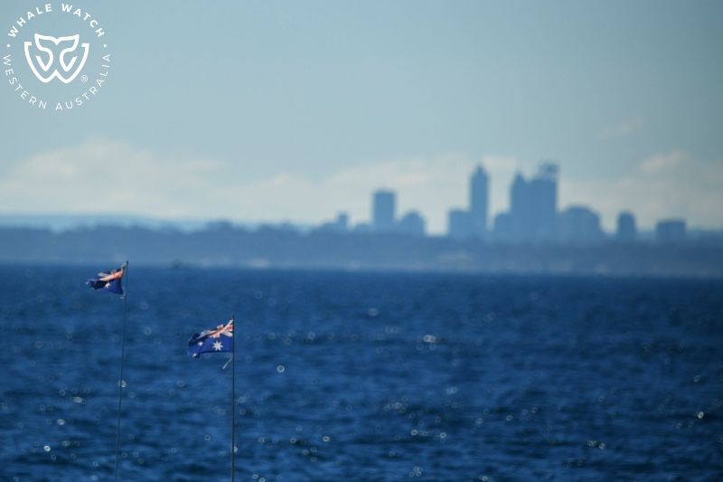 Whale Watch Western Australia