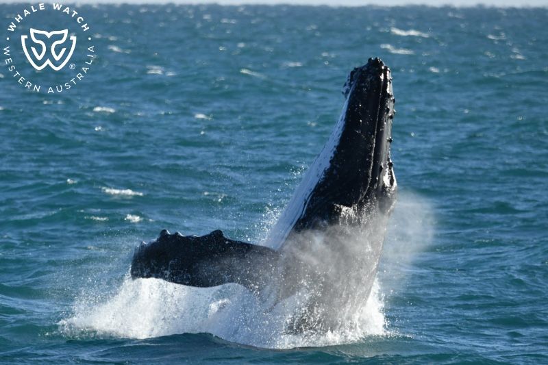 Whale Watch Western Australia
