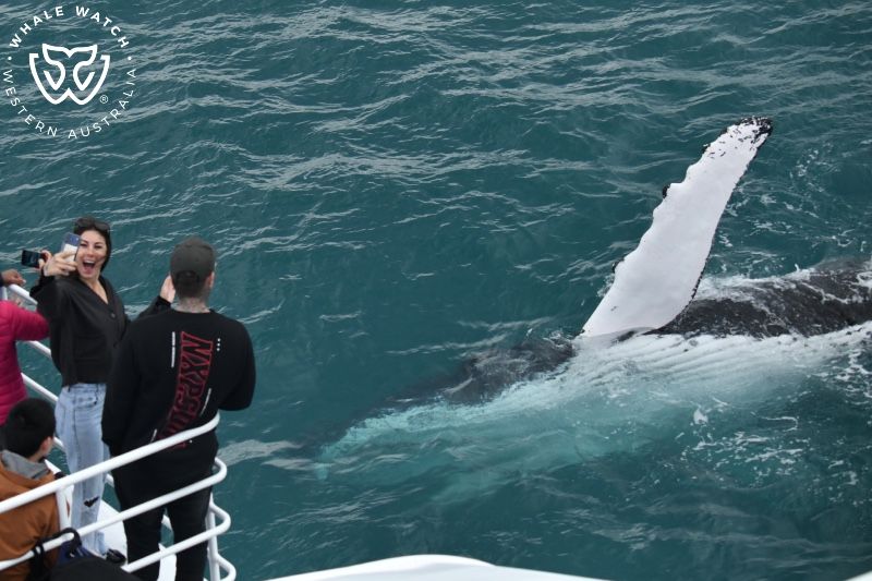 Whale Watch Western Australia
