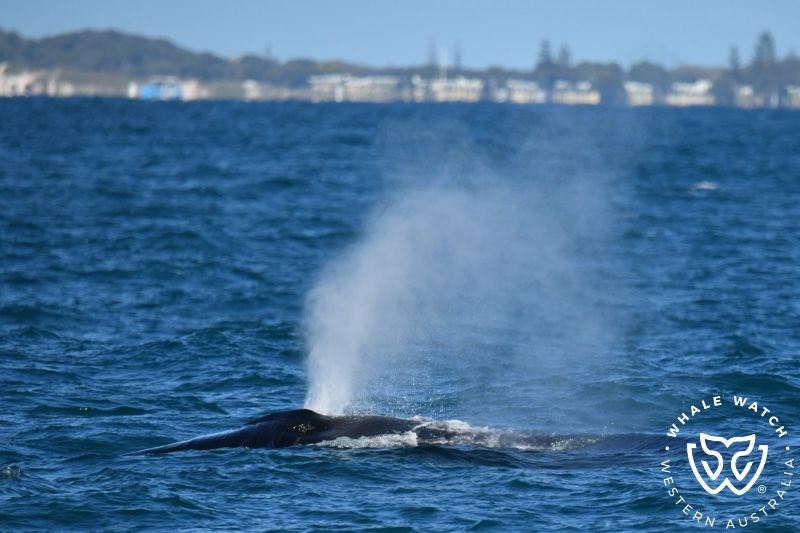 Whale Watch Western Australia