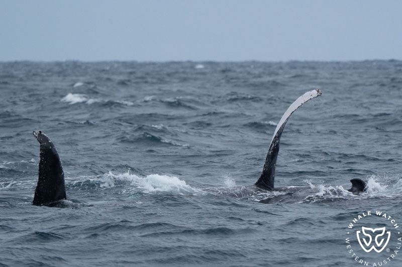 Whale Watch Western Australia