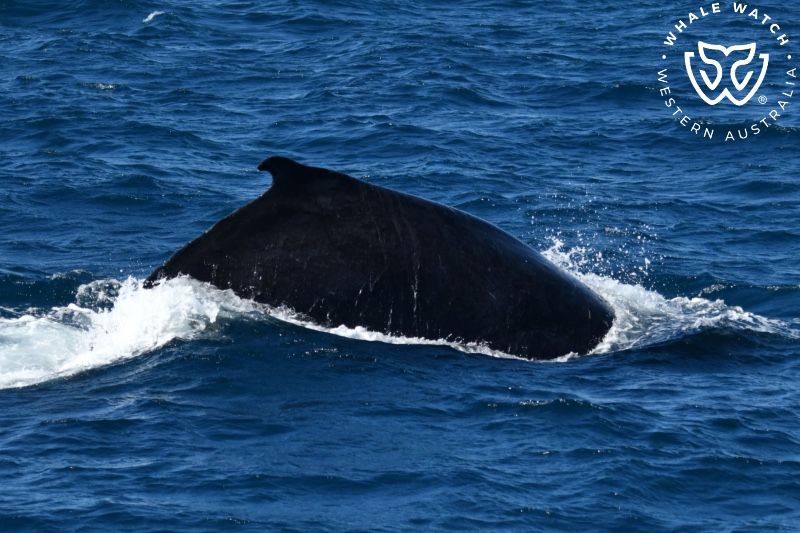 Whale Watch Western Australia