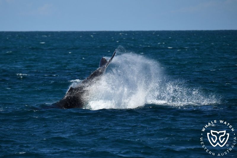 Whale Watch Western Australia