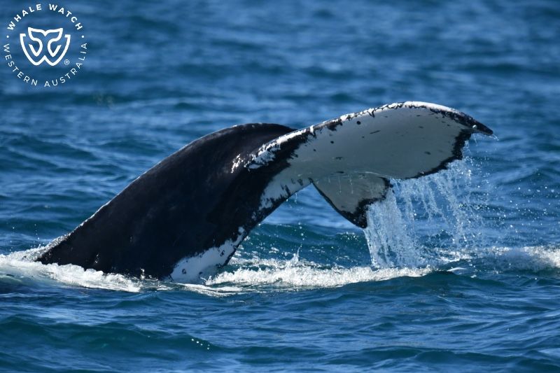 Whale Watch Western Australia