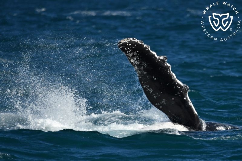 Whale Watch Western Australia