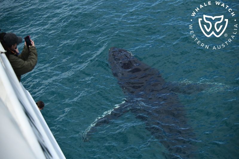 Whale Watch Western Australia
