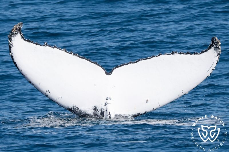 Whale Watch Western Australia