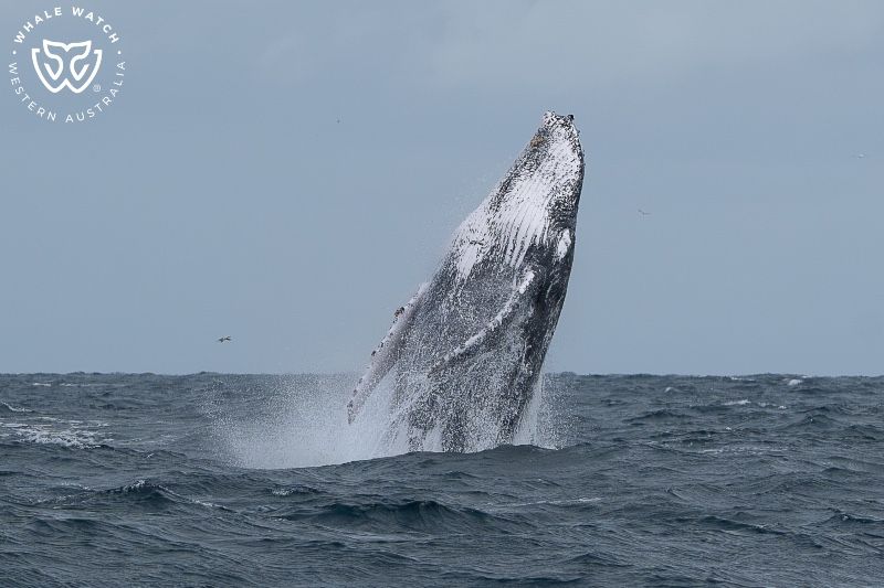 Whale Watch Western Australia