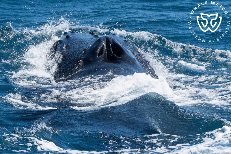 Whale Watch Western Australia