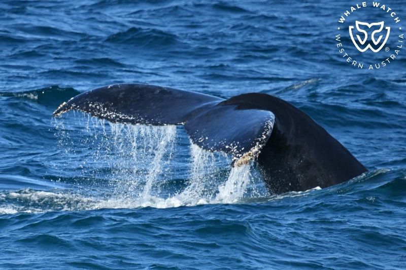 Whale Watch Western Australia