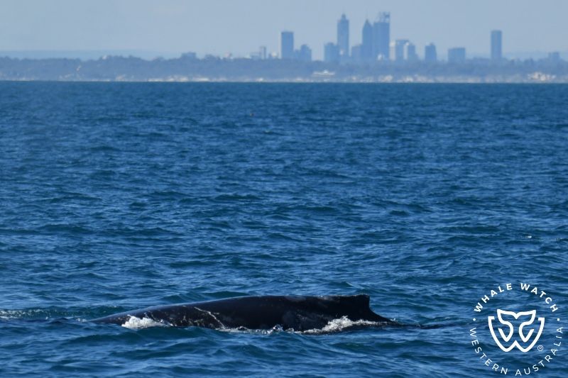 Whale Watch Western Australia
