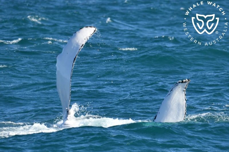Whale Watch Western Australia