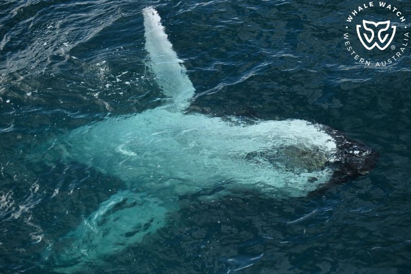 Whale Watch Western Australia