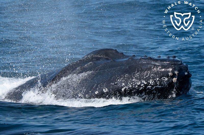 Whale Watch Western Australia