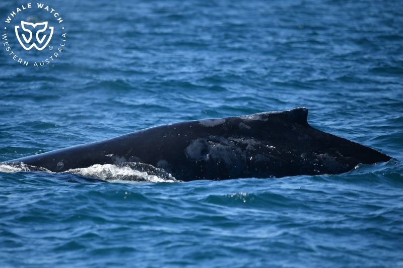 Whale Watch Western Australia