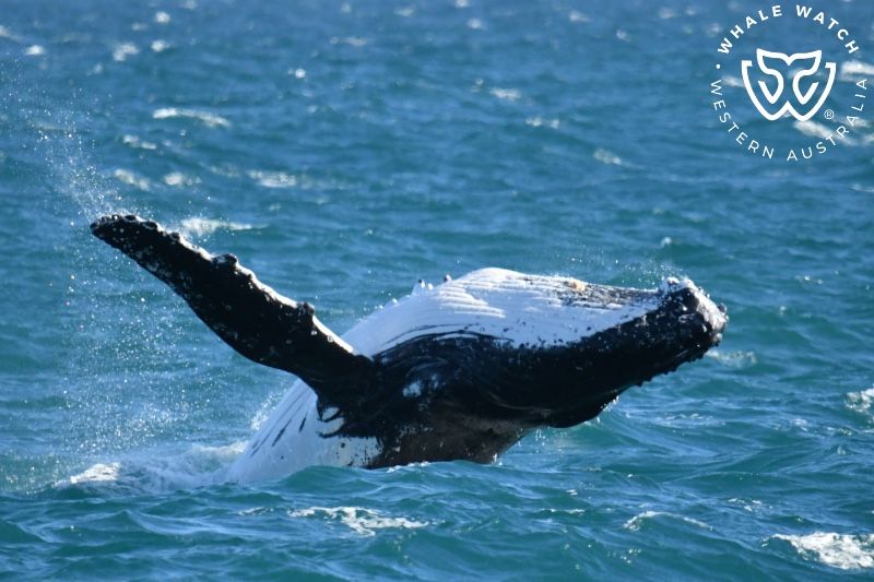 Whale Watch Western Australia