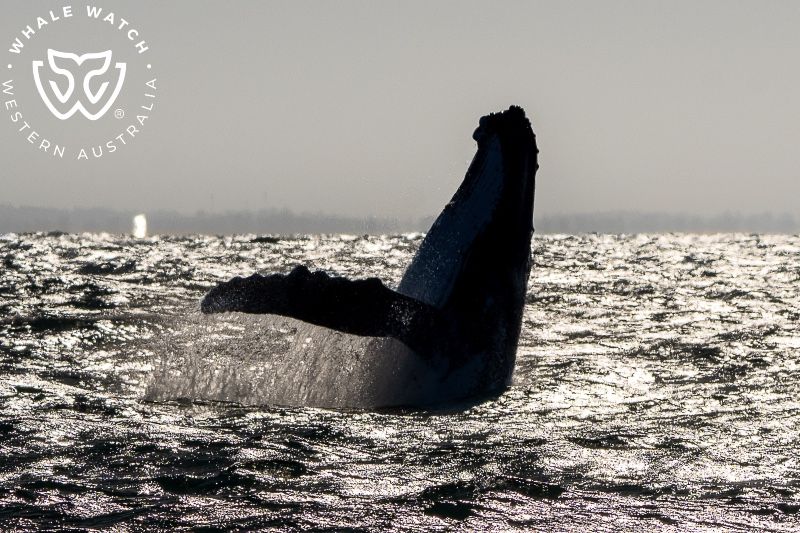 Whale Watch Western Australia