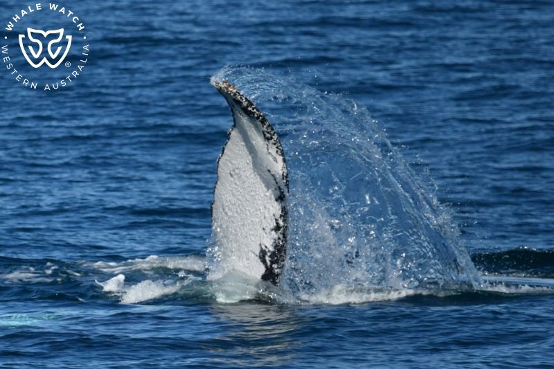 Whale Watch Western Australia
