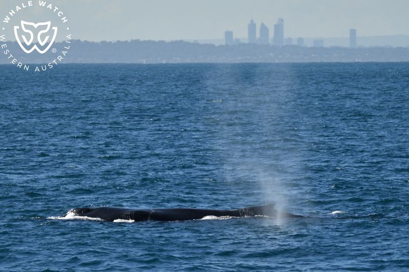 Whale Watch Western Australia