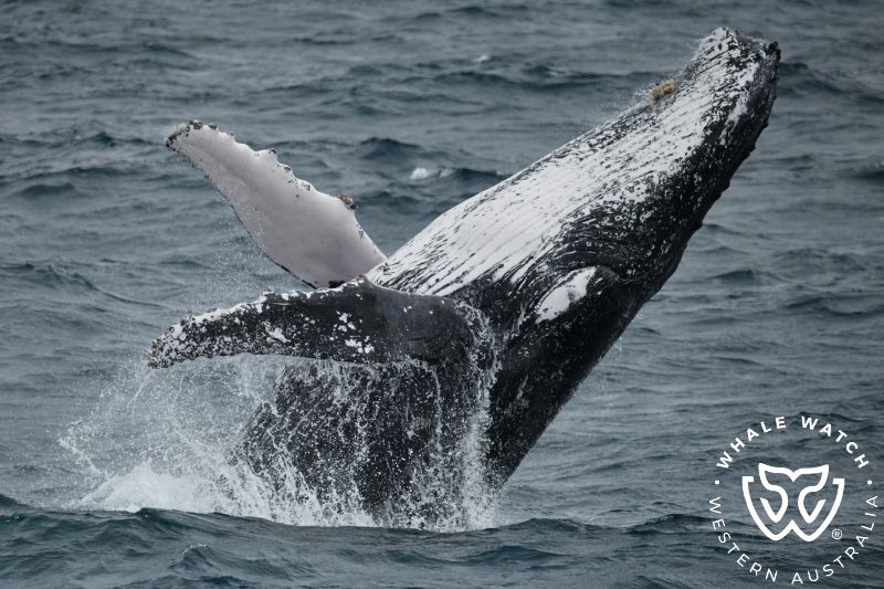 Whale Watch Western Australia