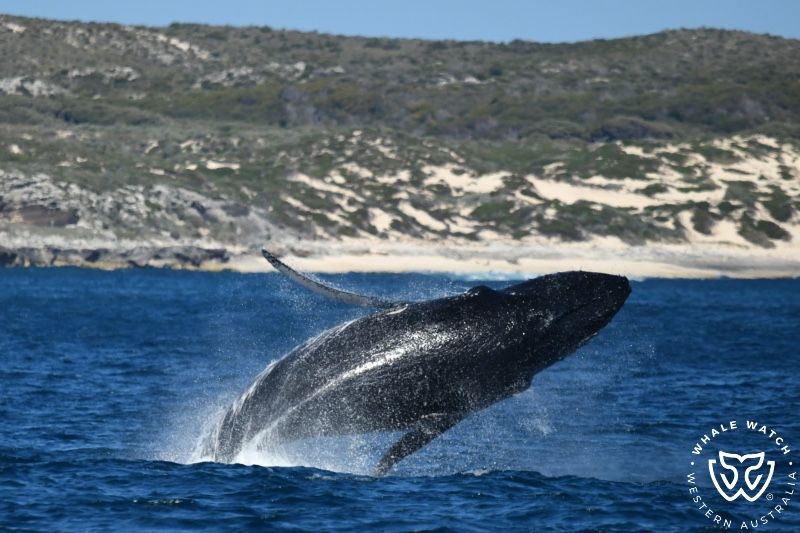 Whale Watch Western Australia