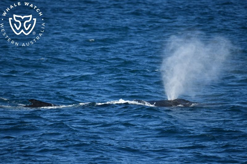 Whale Watch Western Australia