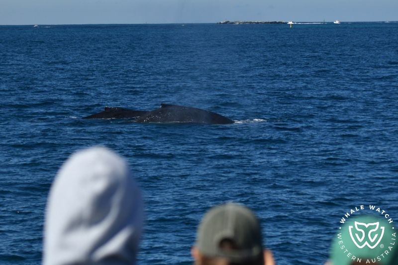 Whale Watch Western Australia