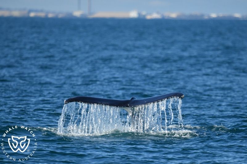 Whale Watch Western Australia